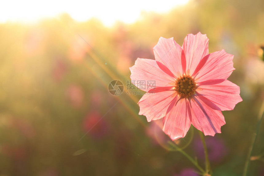 早晨的粉红色波斯菊花图片