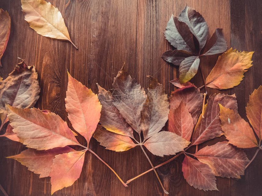 明亮的红色和五颜六色的野葡萄叶子在木制背景上秋天的季节野生葡萄叶子的背景纹理秋图片