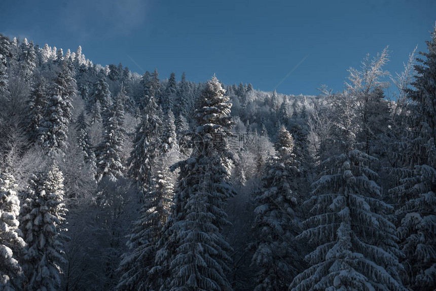 圣诞雪树背景从山顶图片
