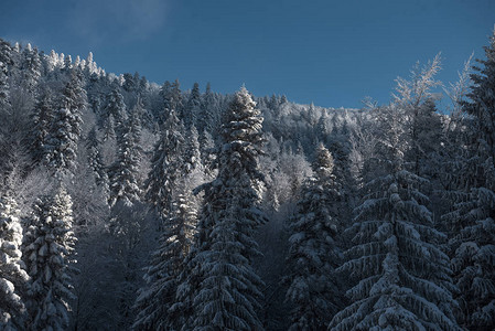 圣诞雪树背景从山顶图片