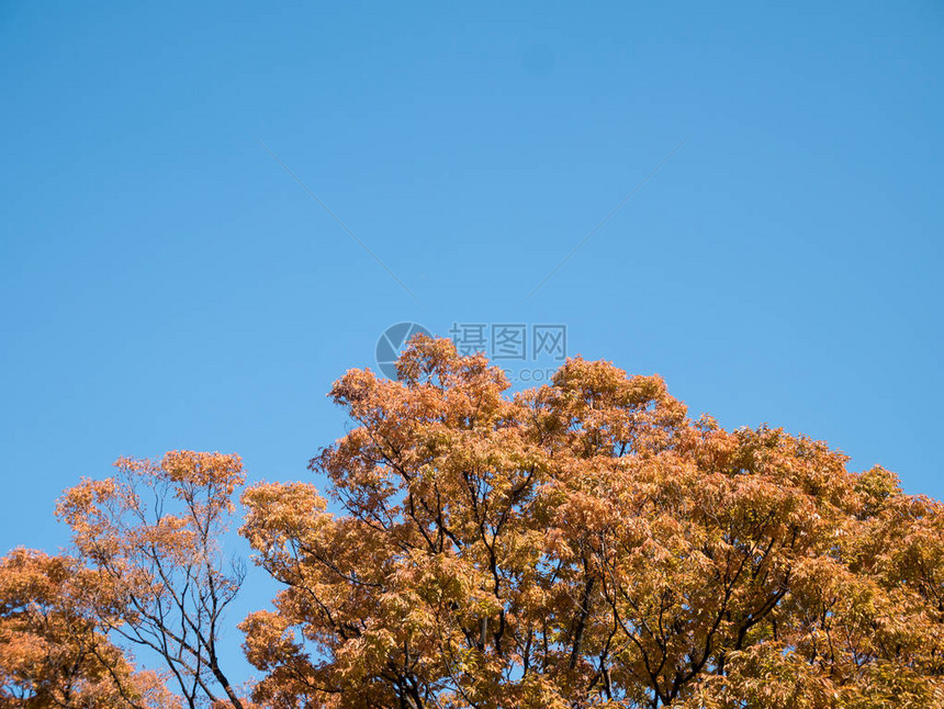日本大阪的红色日本树叶图片