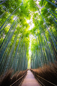 日本京都山森林竹林的美丽景观图片