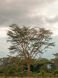 肯尼亚丛林中的阿卡西亚人在图片