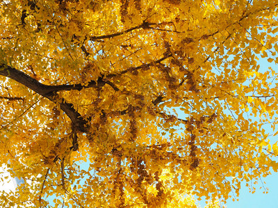 秋天日本大学的g图片