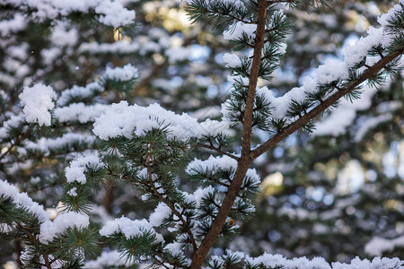 用雪盖的一棵常青树的分支图片