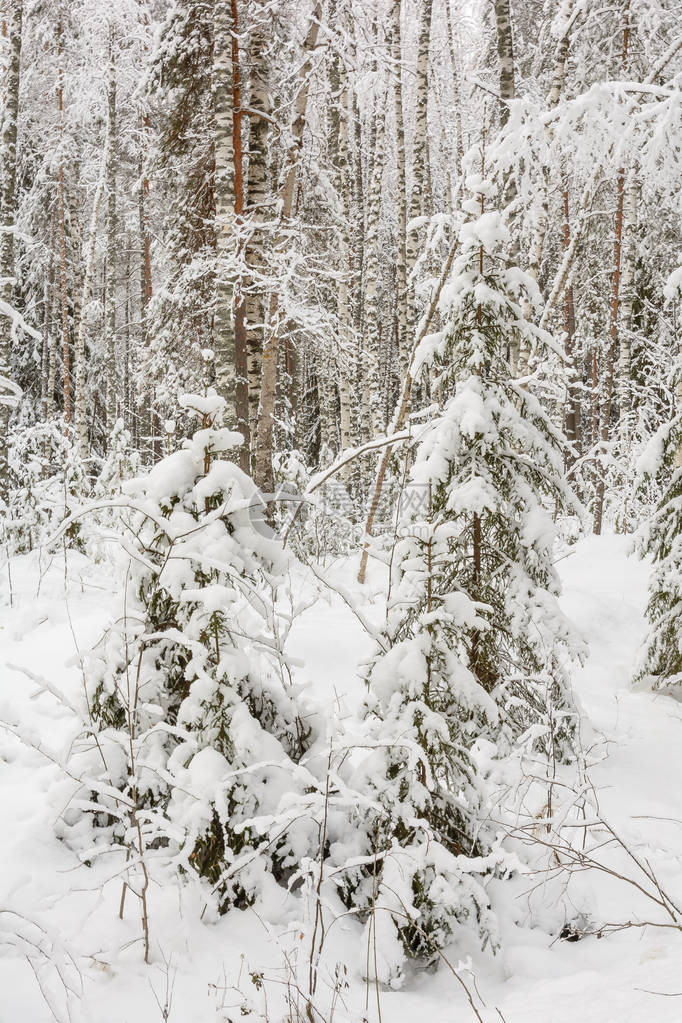 大自然冬季森林格罗夫雪中的树寒图片