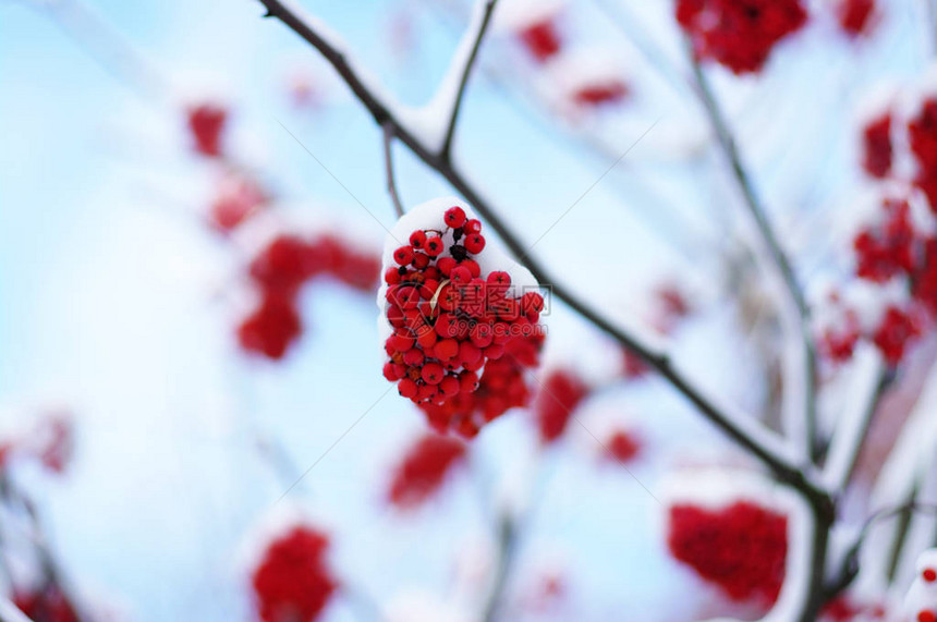 被雪覆盖的红花楸图片