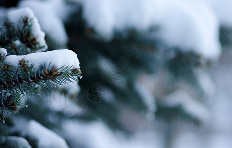 冬季满是积雪的图片