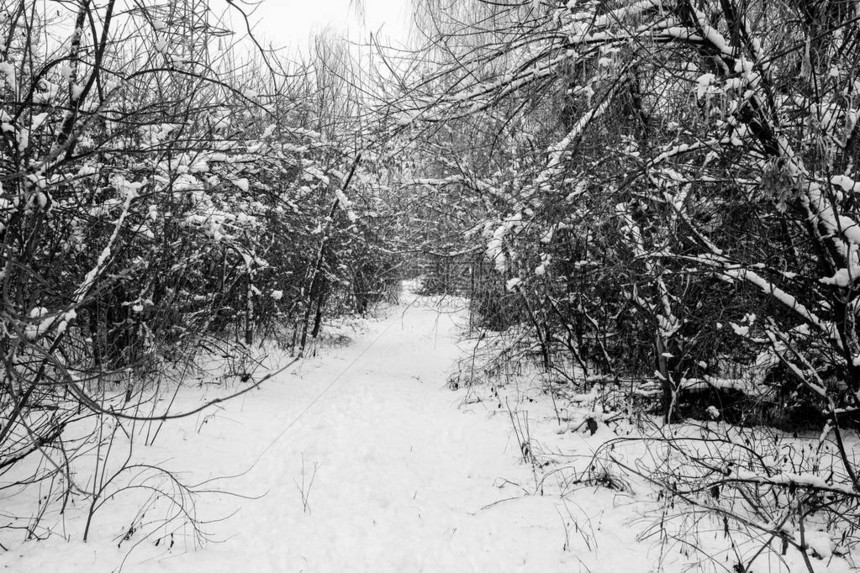 冬季在寒冬的阳光日落下雪时图片