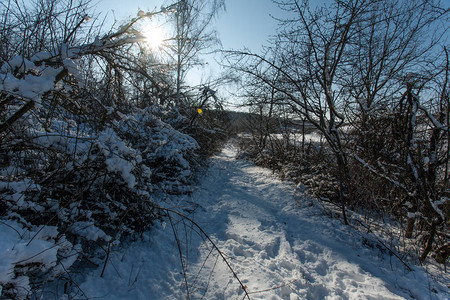 冬季在寒冬的阳光日落下雪时图片