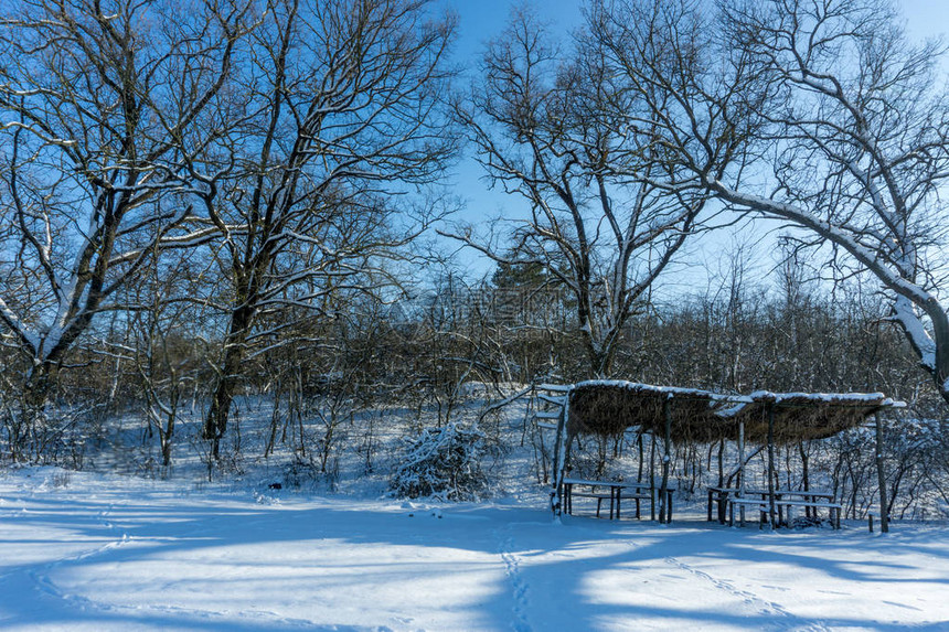 森林里被白雪覆盖的树木在一个阳光明媚的日子在冬天的森林公园在降雪期间圣诞冬季新年图片