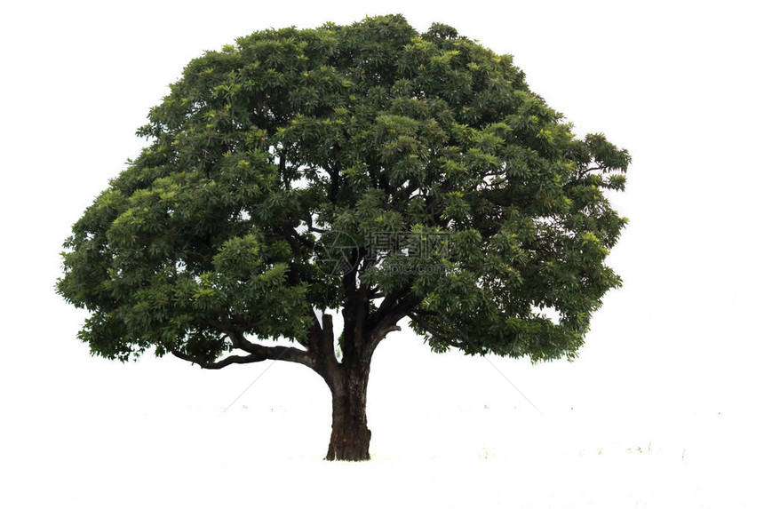 白色背景上的美丽棕榈树来自印度加尔各答的美丽树木适用于建筑行业图片