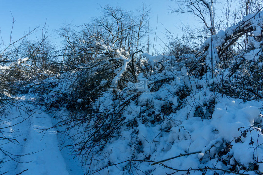 冬季在寒冬的阳光日落下雪时图片