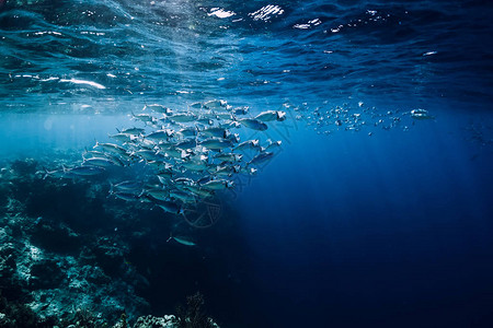 海底野生动物与学校金鱼在海洋珊瑚礁高清图片