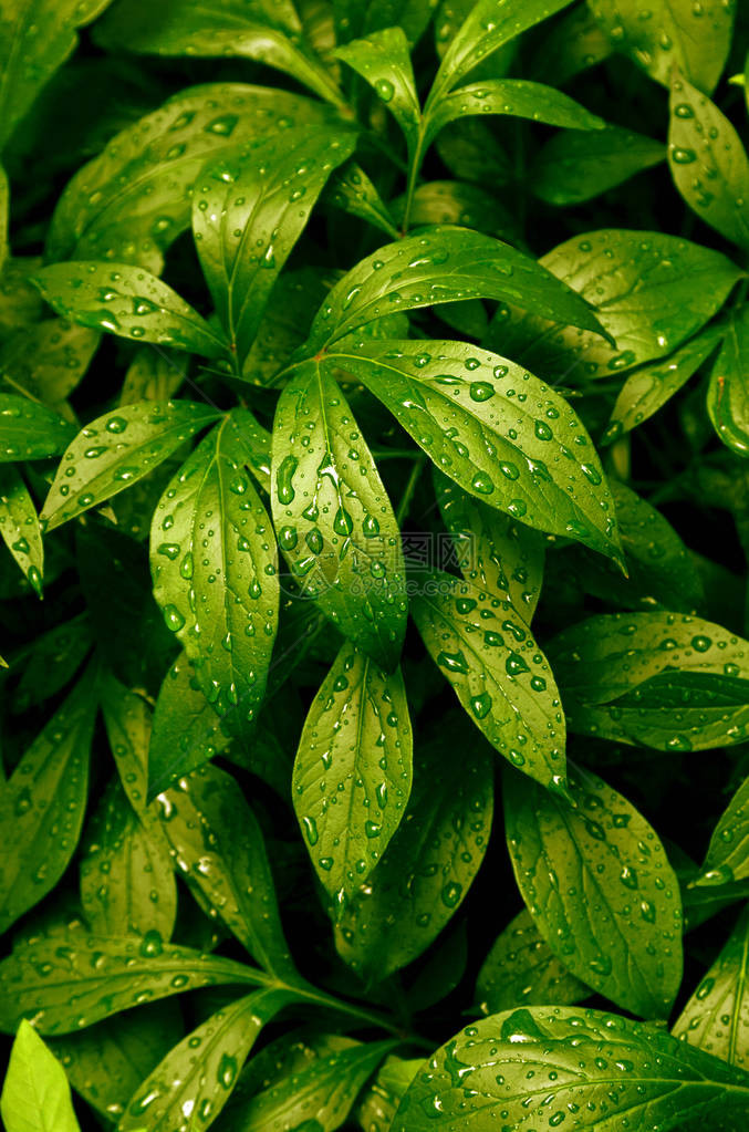 热带雨滴的绿树叶顶端风景平坦地躺下自然背景紧闭山谷里产的百合图片