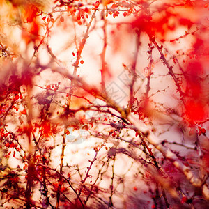 抽象秋季艺术自然图片