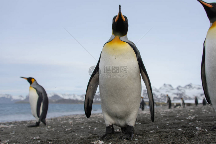 南乔治亚岛上的王企鹅图片