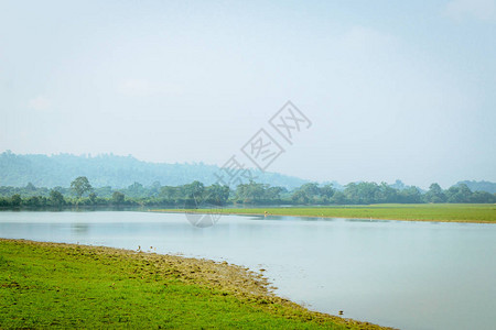 印度Kaziranga公园阿萨姆Assam图片