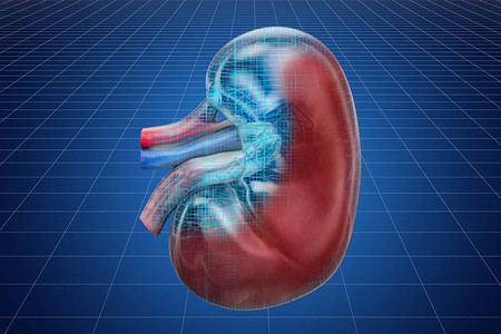 可视化3D人体肾3D转化的图片