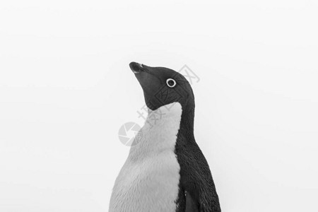 南极洲保莱特岛的阿德利企鹅图片