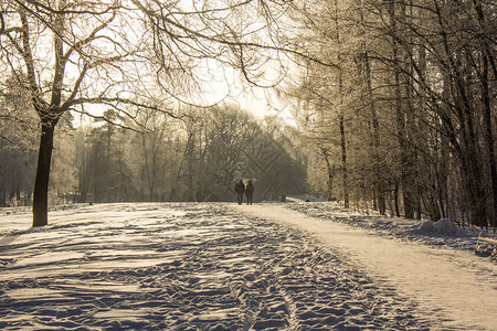 冬季公园景观美丽的景观图片