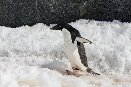 雪地上的阿德利企鹅图片