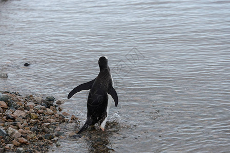 Gentoo企鹅出海图片