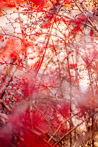 抽象秋季艺术自然与环境概念图片