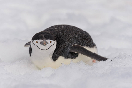 匍匐在雪地上的帽带企鹅图片