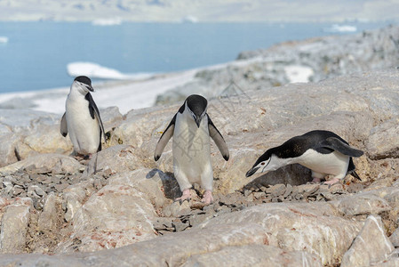 南极洲海滩上的帽带企鹅图片