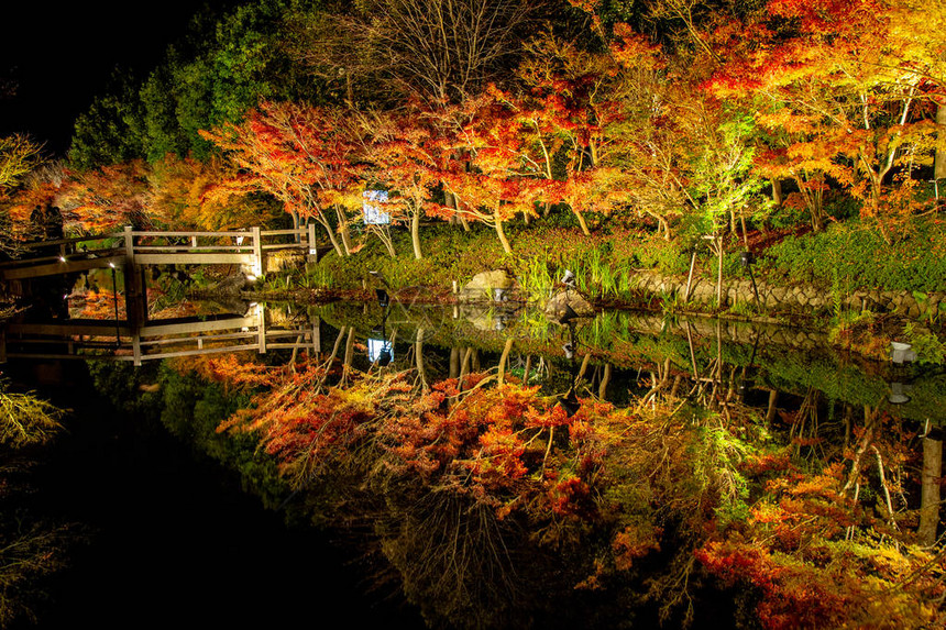 日本名古屋秋季公园景观枫树名为纳巴纳无佐藤夜间光照日本最大的照明公园之一美丽的灯光装饰在生机勃勃的秋叶上图片