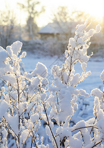 雪地里的树枝映衬着夕阳图片