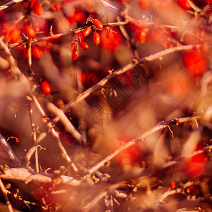 抽象秋季艺术自然与环境概念图片