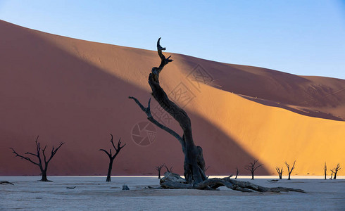 美丽的早晨色彩和死相思在纳米布沙漠隐藏的死Vlei景观中图片