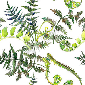蕨绿叶植物园花卉叶子水彩插图集水彩画时尚水彩画孤立无缝背景图案织物图片