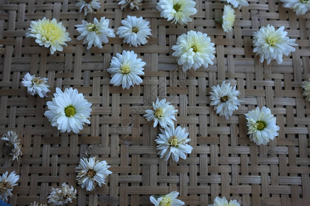 白青菊花品种类型名称图片