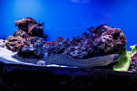 宏观花边海鳗Gymnothoraxfavagine图片