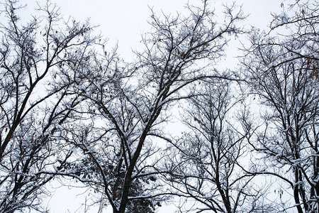 白雪覆盖的冬天树枝图片