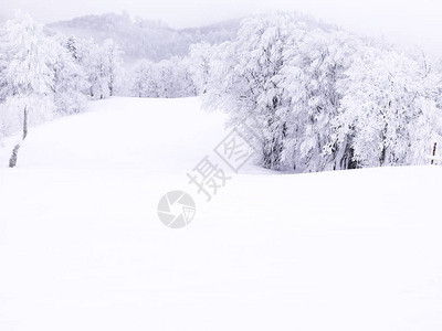 冬天在山上积雪的松树图片