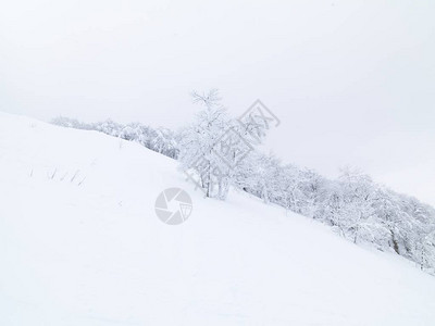 冬天在山上积雪的松树图片