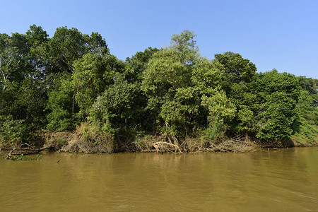 巴西潘塔纳尔河流景观和丛林图片