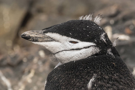南极洲的帽带企鹅图片