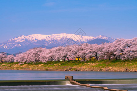 在日本宫城富豪城堡公园白河岸边观看Niragamizeki背景图片