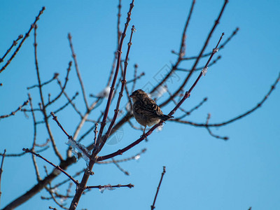麻雀鸟栖息在树枝上图片