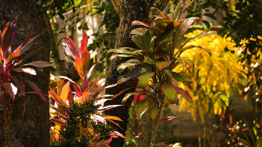 热带森林中茂盛的树叶热带植被阳光照耀在热带森图片