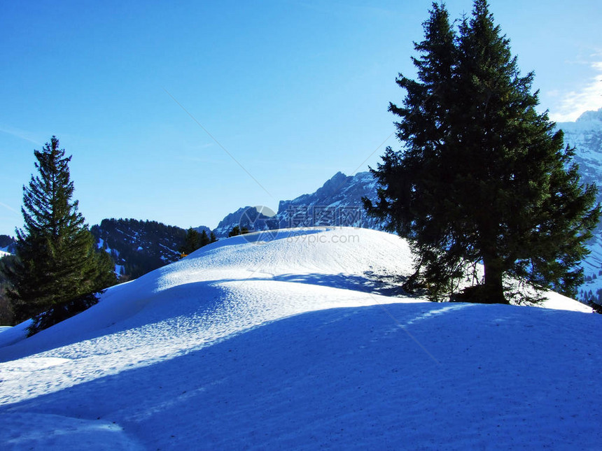 瑞士阿彭策尔奥瑟罗登州Spitzli山坡上的树图片