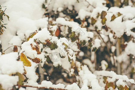 白雪覆盖的秋天五颜六色的树叶的如画照片图片