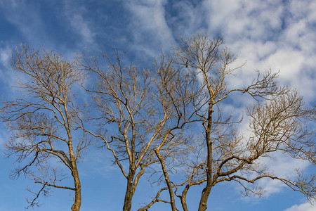 冬天的树和多云的天气图片