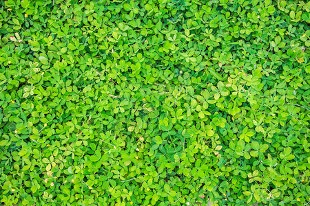 绿豆茎叶自然本底图片