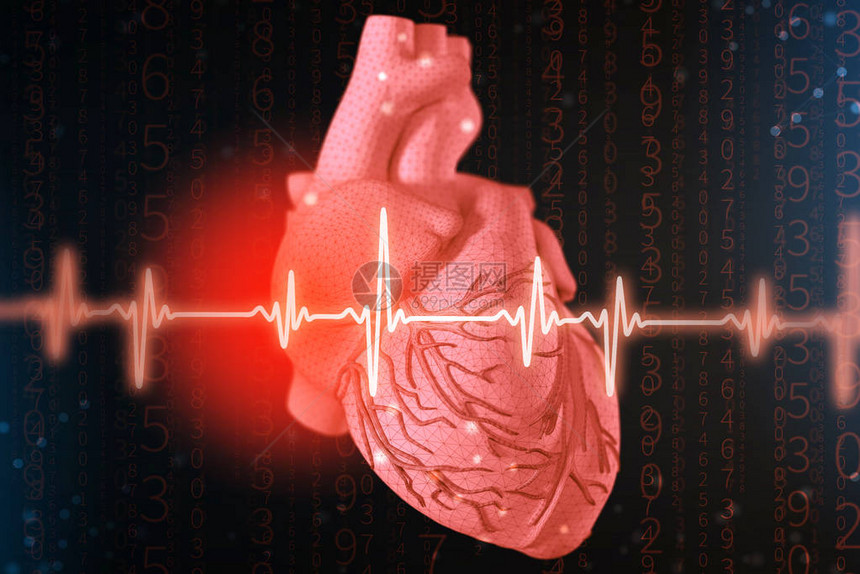 人类心脏和心电图插图片